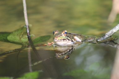 Submerged Frog, J. Clark