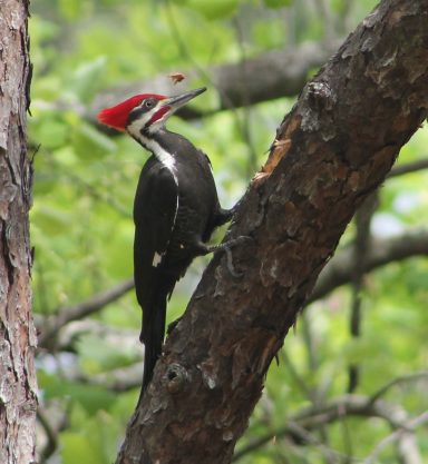 Pileated Woodpecker, J. Clark