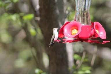 Hummingbird eating, J. Clark