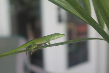 Green Anole, J. Clark