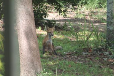 Young Fox, J.Clark