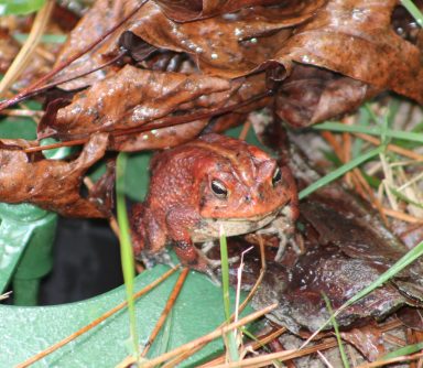 Red Toad, J. Clark